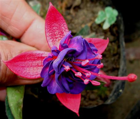  Flower